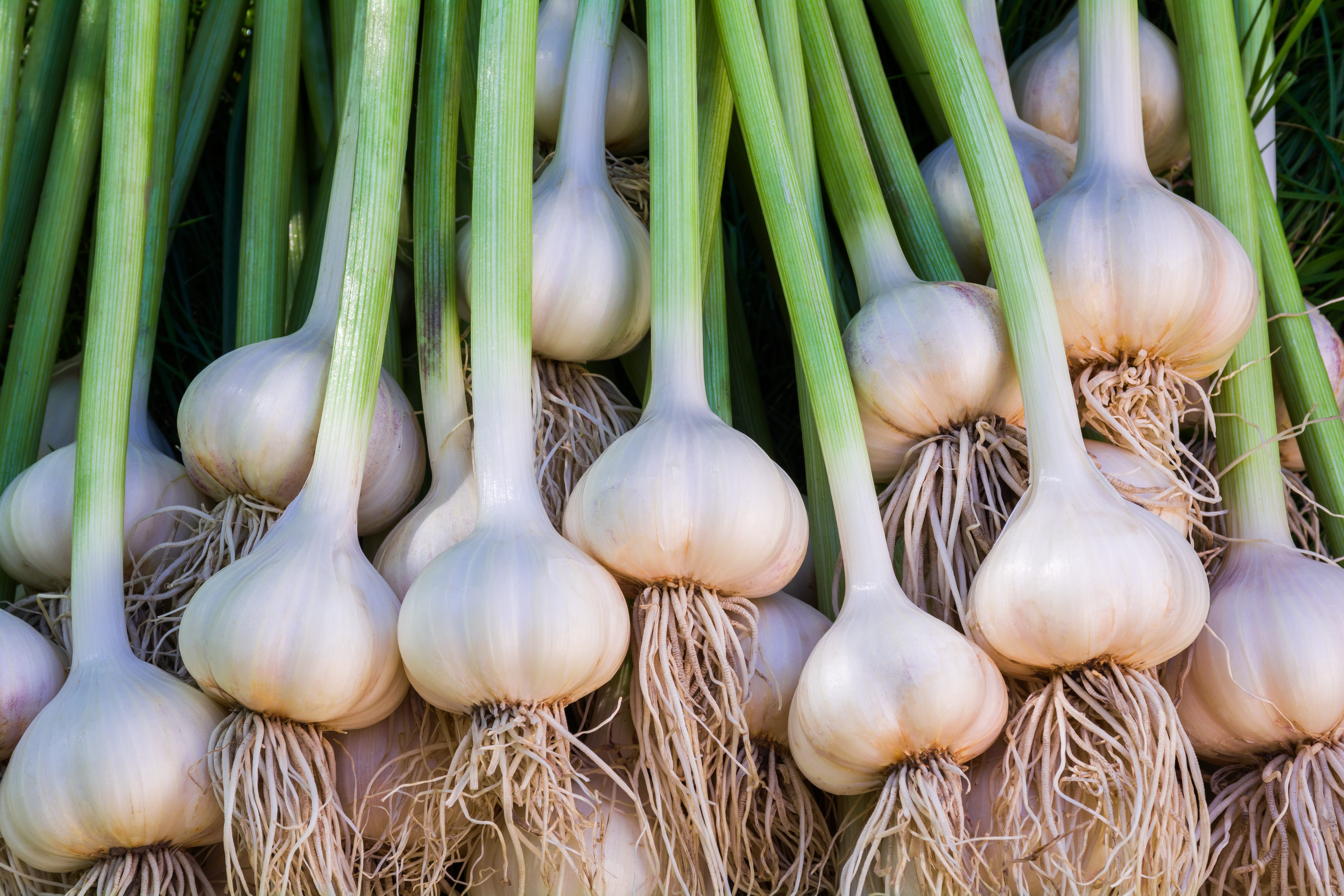 Premium garlic bulbs